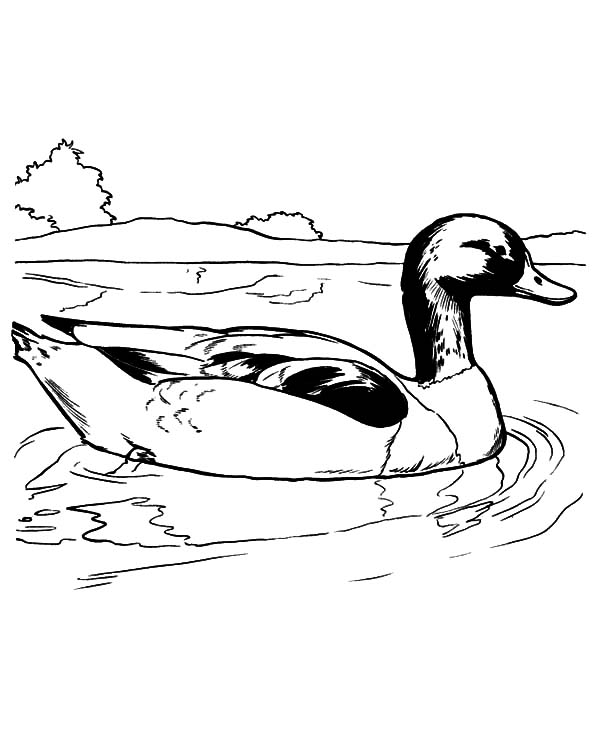 Mallard duck swimming coloring pages color luna