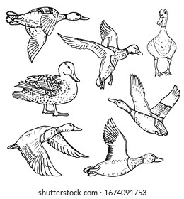 Mallard duck vector sketch wild bird stock vector royalty free