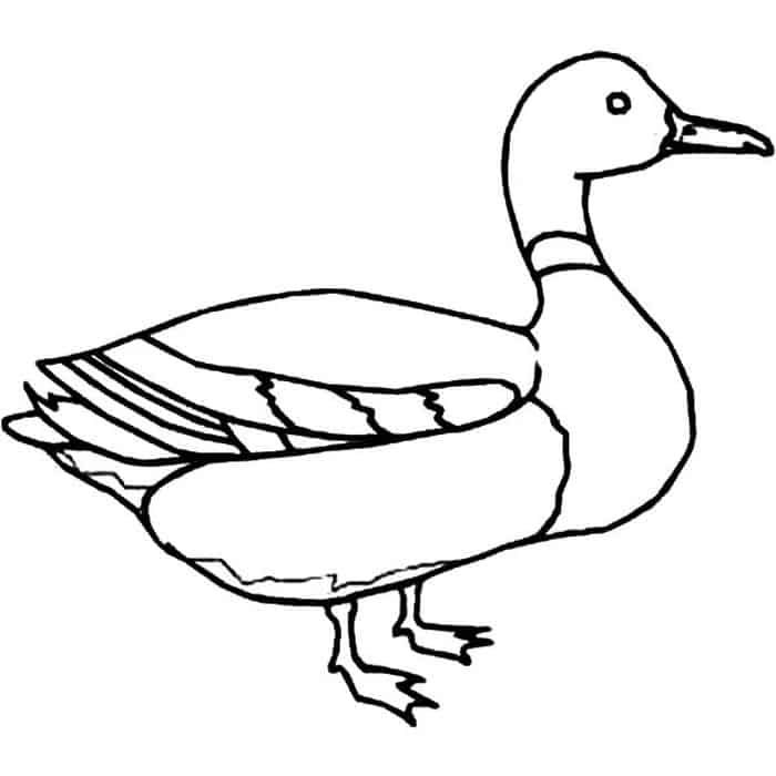 Mallard duck coloring pages animal coloring pages coloring pages dog coloring page