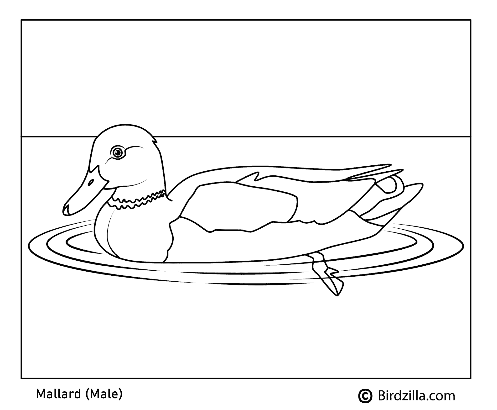 Bird coloring pages