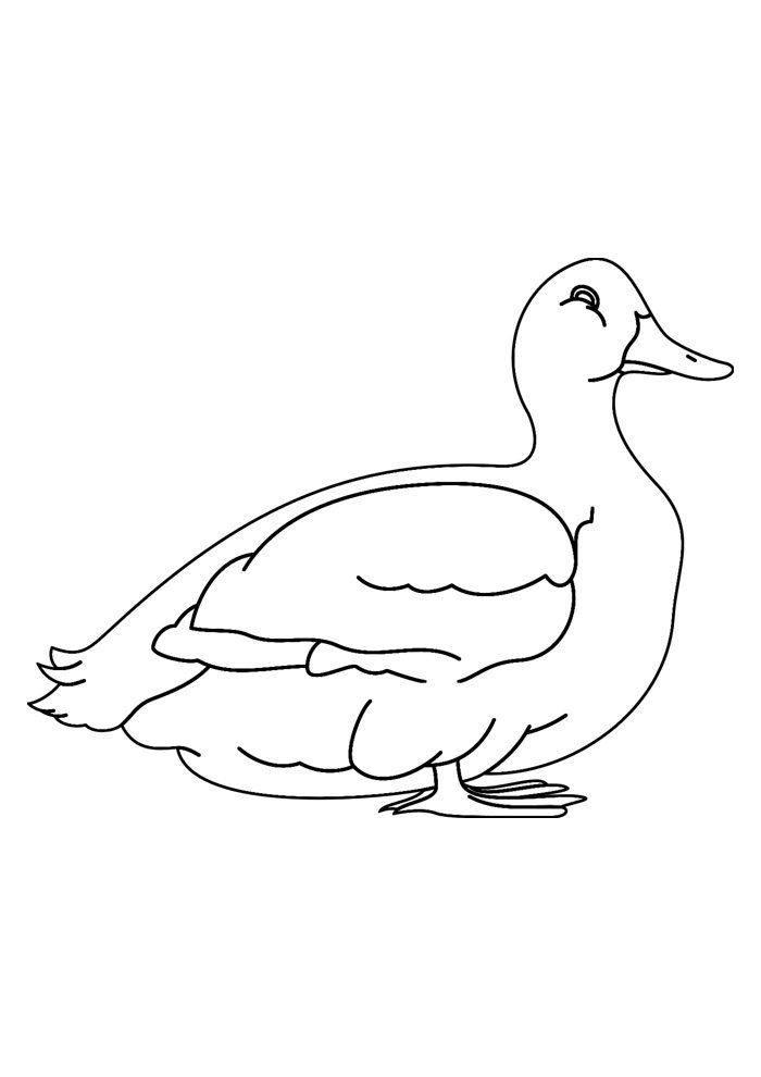 Duck coloring pages free personalizable coloring pages