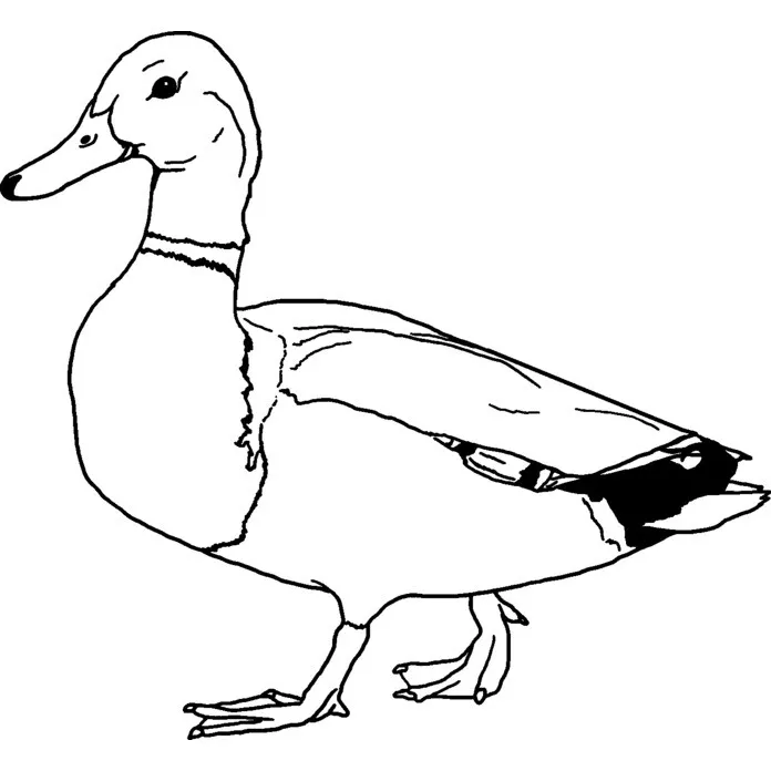 Mallard duck unmounted rubber stamp rs