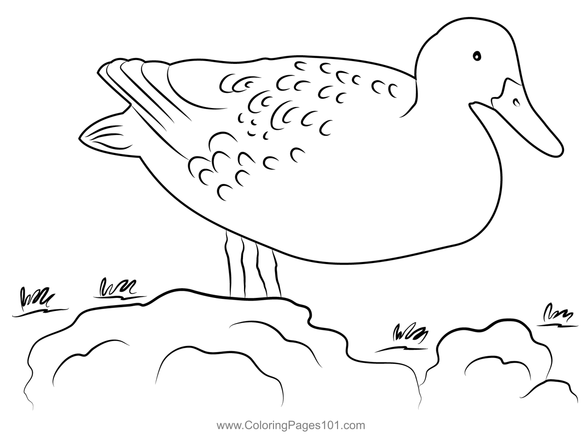 Mallard duck walking in seaside coloring page for kids