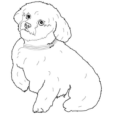 Short hair maltese dog coloring page free printable coloring pages