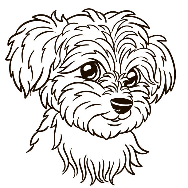 Maltese dog stock illustrations royalty