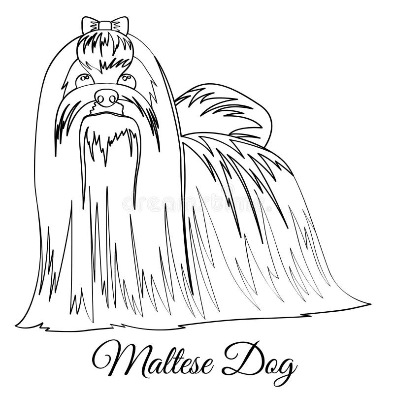 Maltese dog coloring stock vector illustration of type