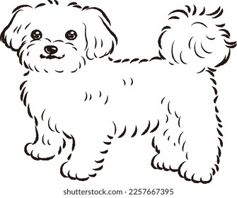 Simple cute maltese handdrawn line drawing stock vector royalty free