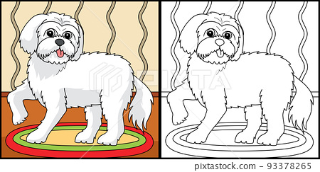 Maltese dog coloring page colored illustration