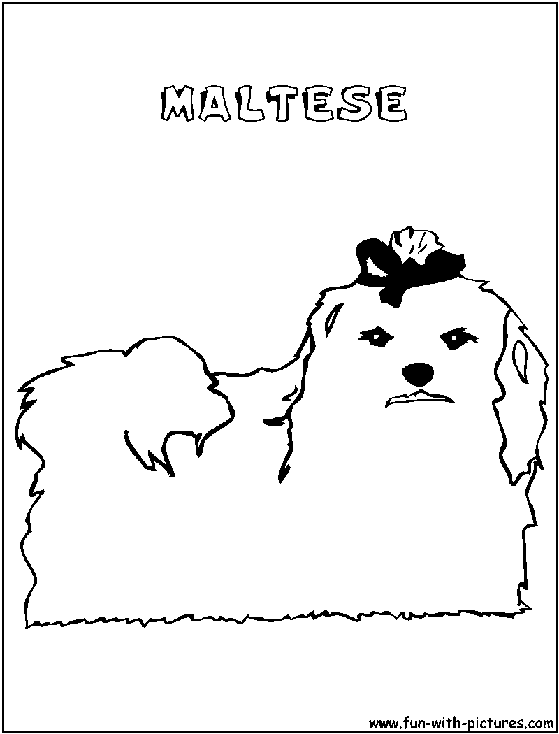 Maltese coloring page