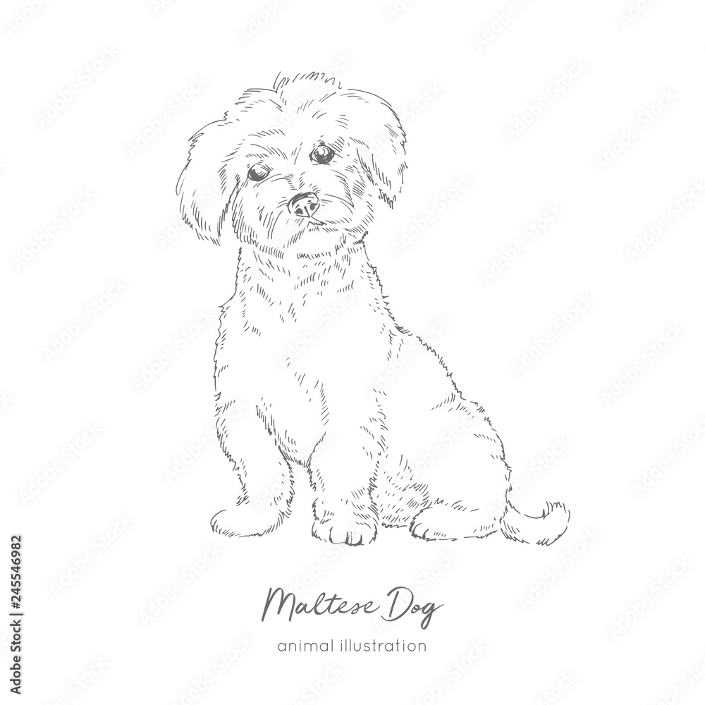 Vector illustration of maltese dog hand drawn ink realistic sketching perfect for logo branding t