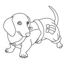 Maltese dog puppy coloring pages