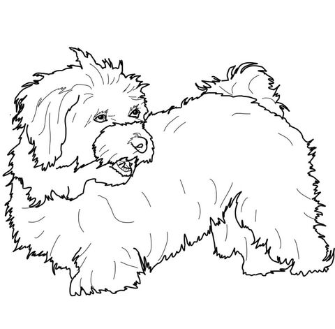 Havanese coloring page dog coloring page maltese dogs dog coloring book