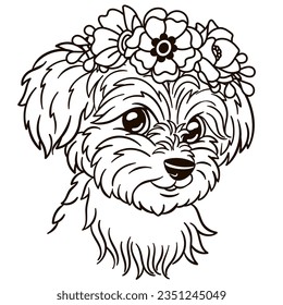 Maltese dog kids images stock photos d objects vectors