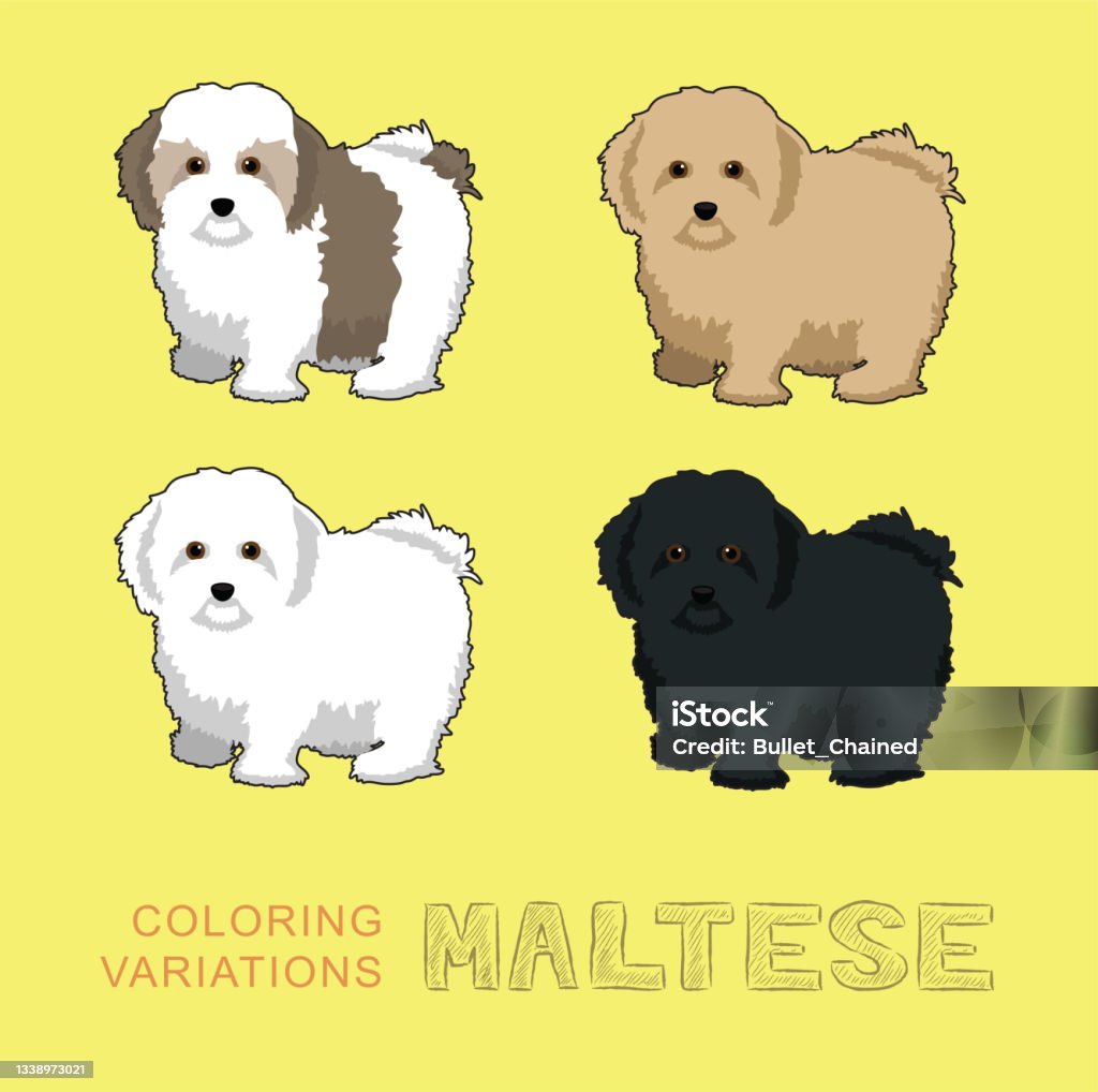 Dog maltese coloring variations cartoon vector illustration stock illustration