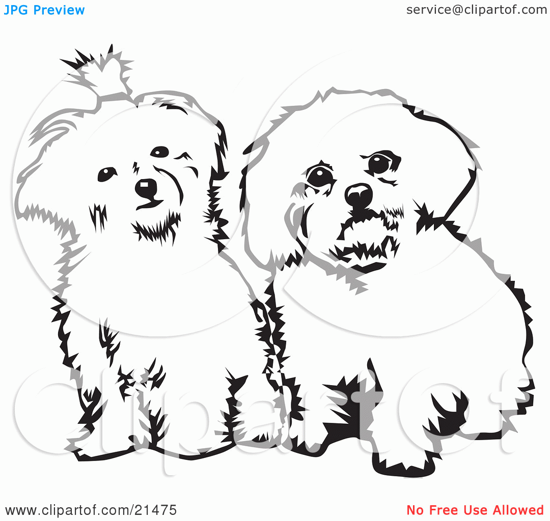 Maltese puppy coloring pages