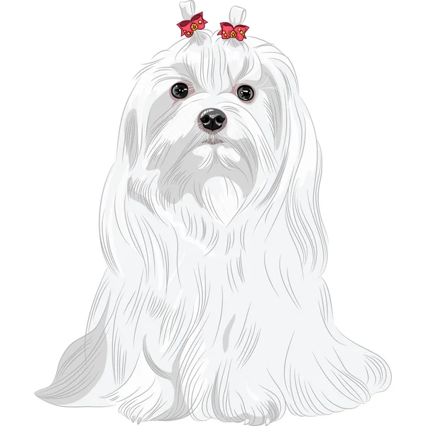 Maltese dog vector images