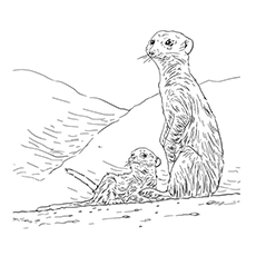 Top meerkat coloring pages