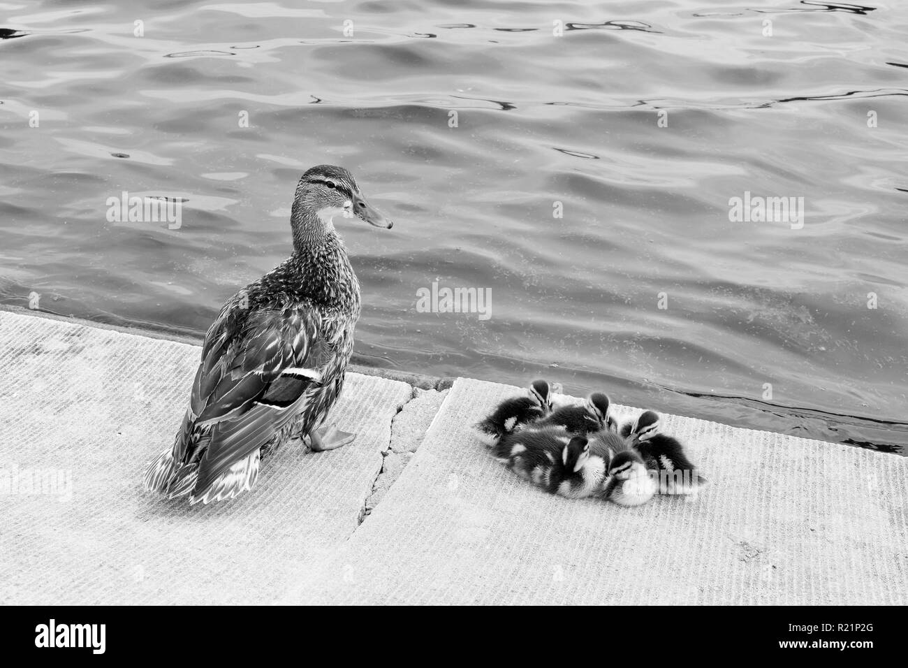 Mamã pato y sus patitos en blanco y negro fotografãa de stock