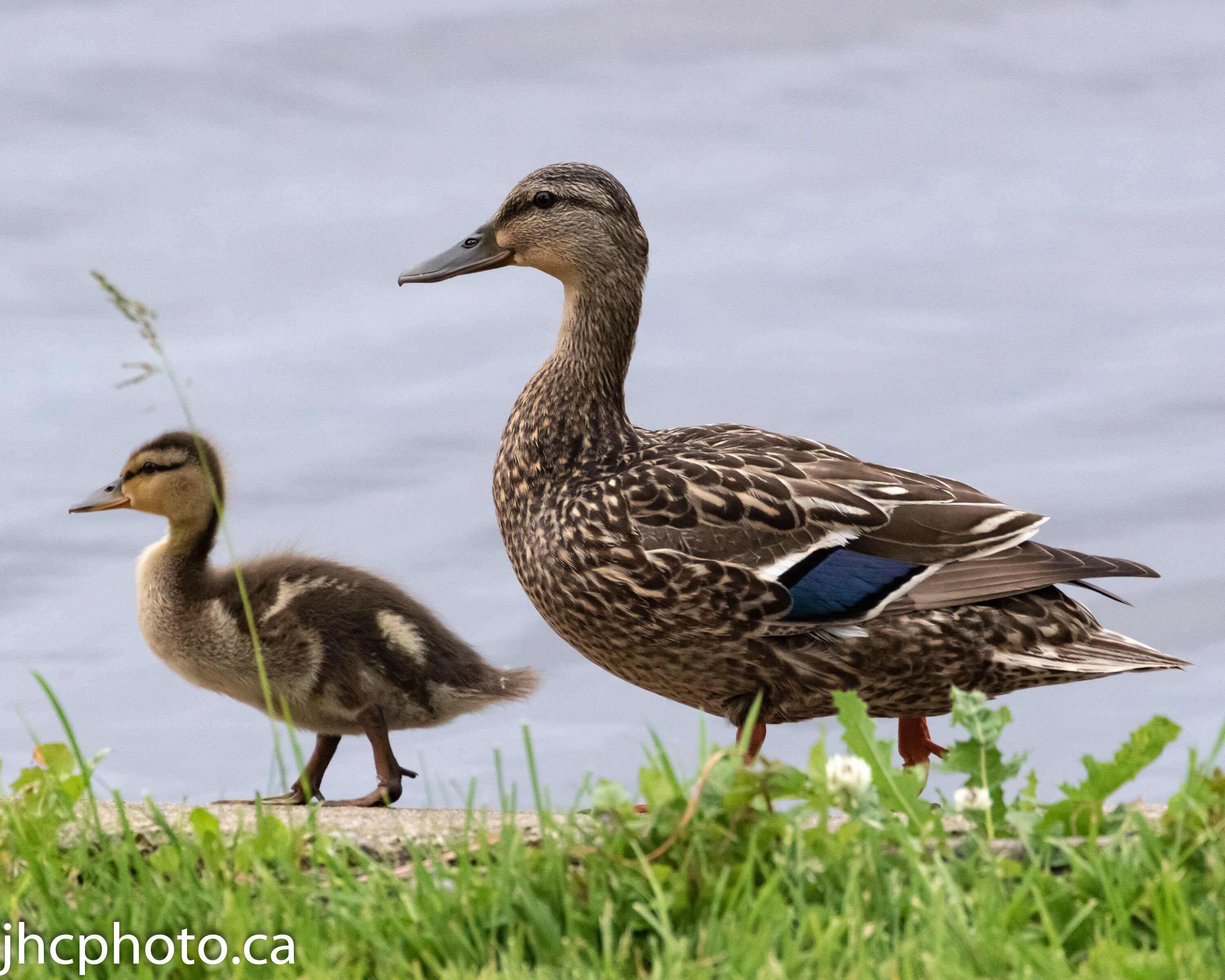 Impresiãn de arte de pared de patos fotografãa de pato arte de pato pato madre pato bebã patito regalo para mamã impresiãn de pato arte de pato pato real