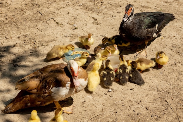 Madre pata con sus patitos hay muchos patitos siguiendo a la madre foto premium