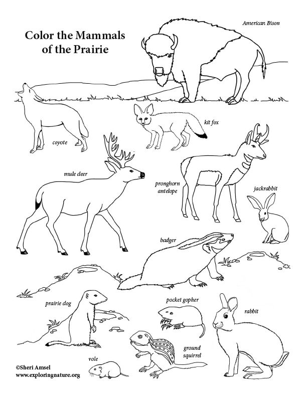 Mammals of the prairie coloring page coloring pages animal coloring pages north american animals