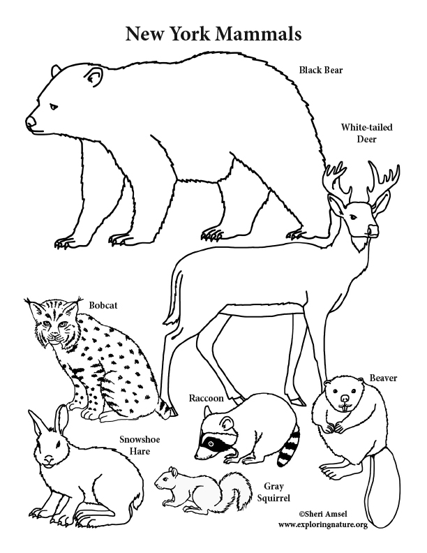 New york state mammals coloring page