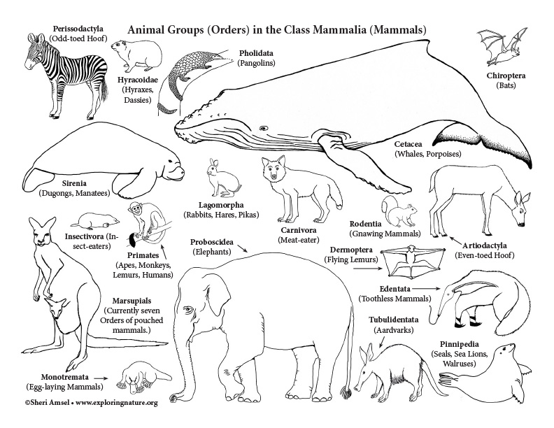 Mammals coloring page classification