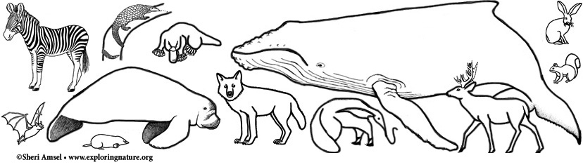 Mammal coloring pages