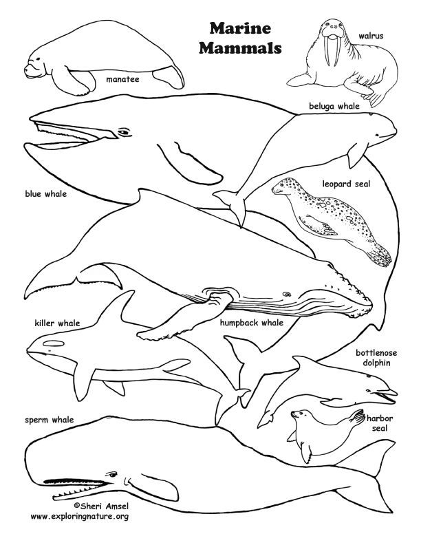 Pin by îîîîî îîîîîîîî î on îîîîîîîîî marine animals animal coloring pages sea mammal