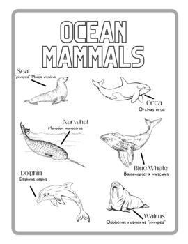 Ocean mammals coloring page by traci muldrow tpt