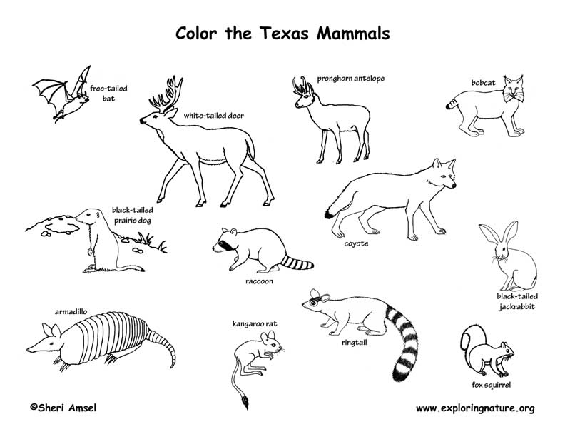 Texas mammals coloring page
