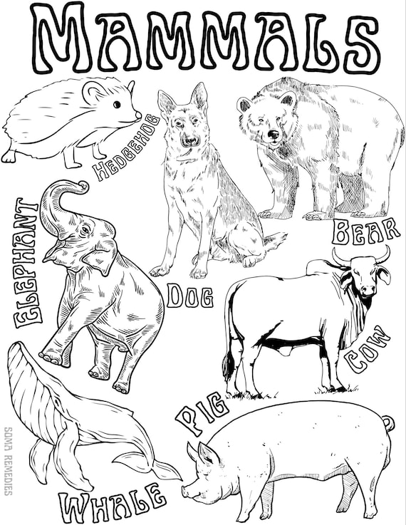 Mammals coloring page animal coloring page nature plants coloring pages herbalism homeschooling download now