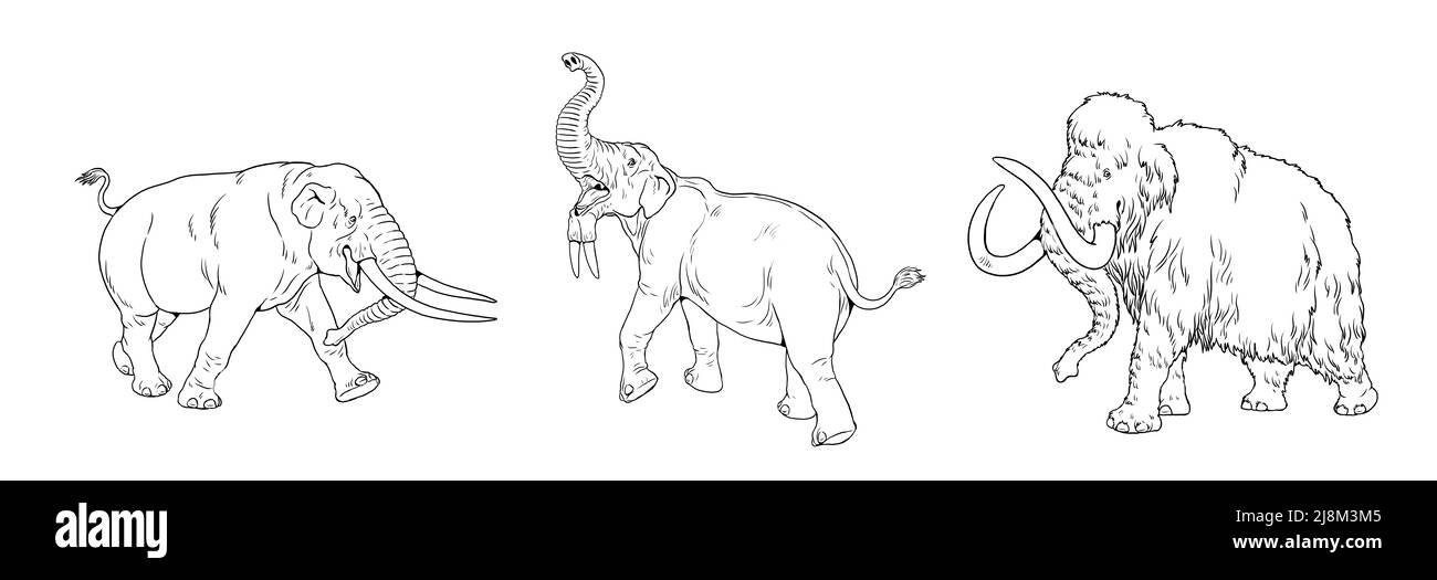 Prehistoric animals mammoth mastodon and deinotherium coloring page with extinct elephants stock photo