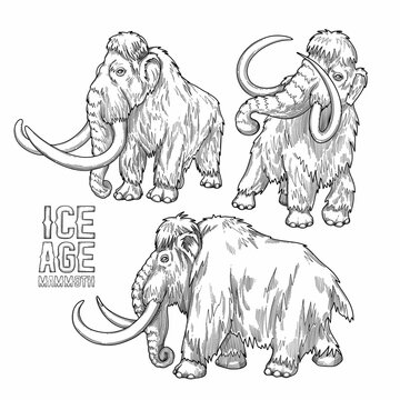 Mammoth sketch images â browse photos vectors and video