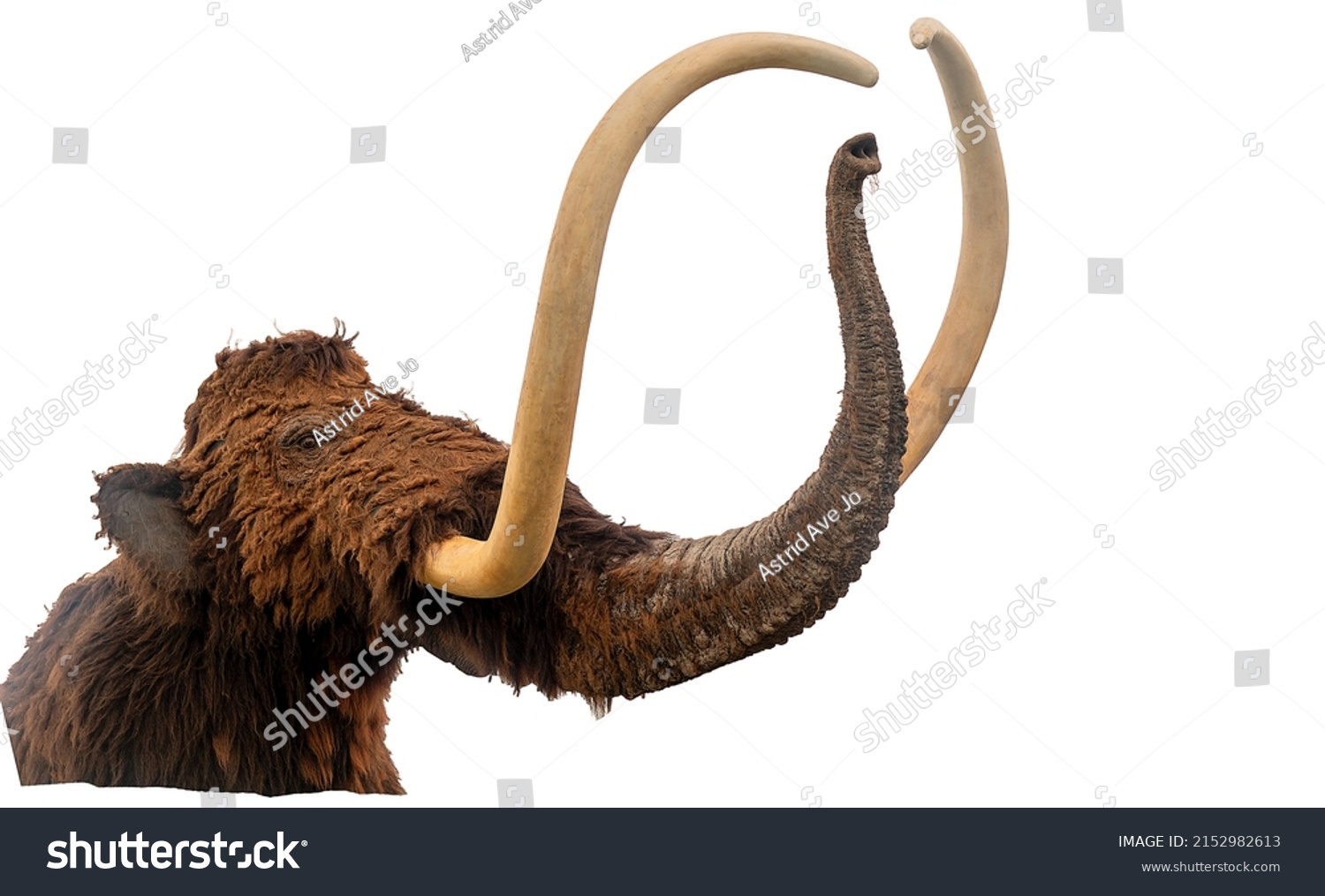 Mammoth wild images stock photos d objects vectors