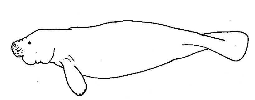 Manatee coloring page