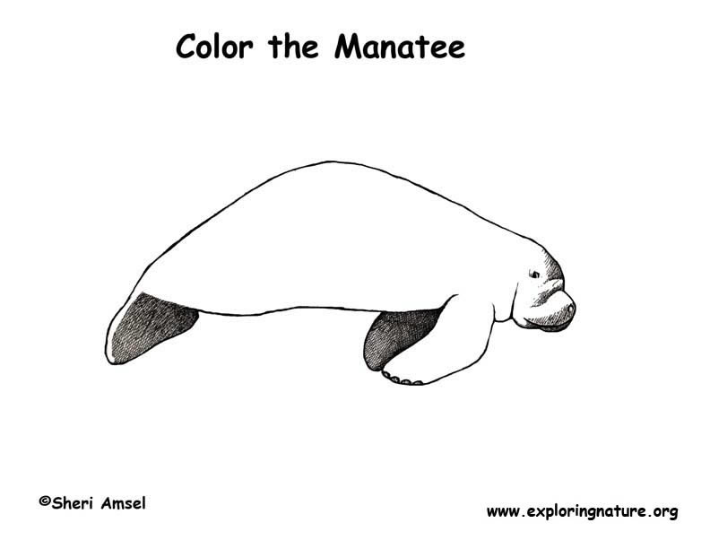 Manatee coloring page