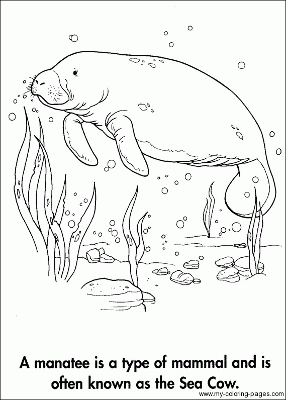 Discover the majestic sea cow