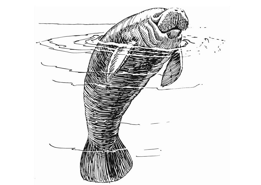 Coloring page manatee