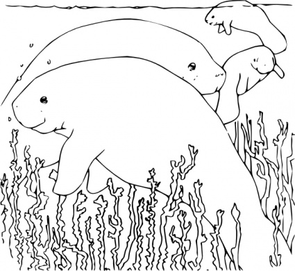 Coloring book manatee clip art clipart for free download