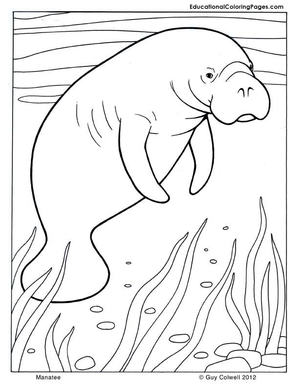 Mammals book one coloring pages animal coloring pages for kids animal coloring pages coloring pages manatee art