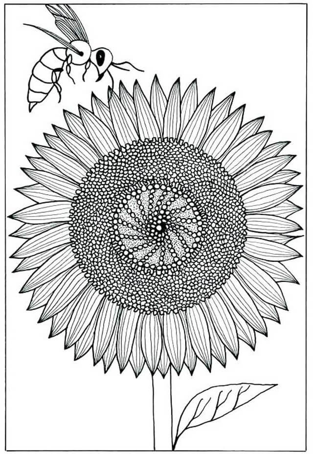 Sunflower with bee coloring page