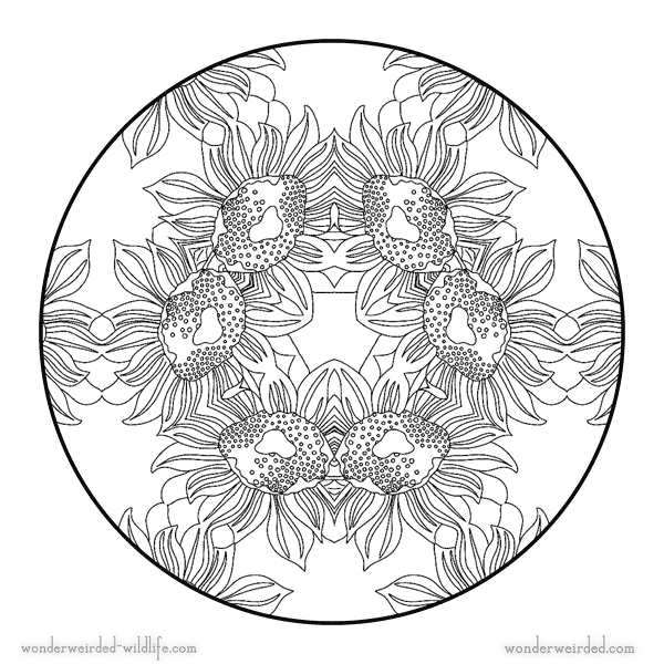 Sunflower mandala free printable flower mandala coloring page with sunflower design wonderâ sunflower coloring pages flower coloring pages sunflower mandala