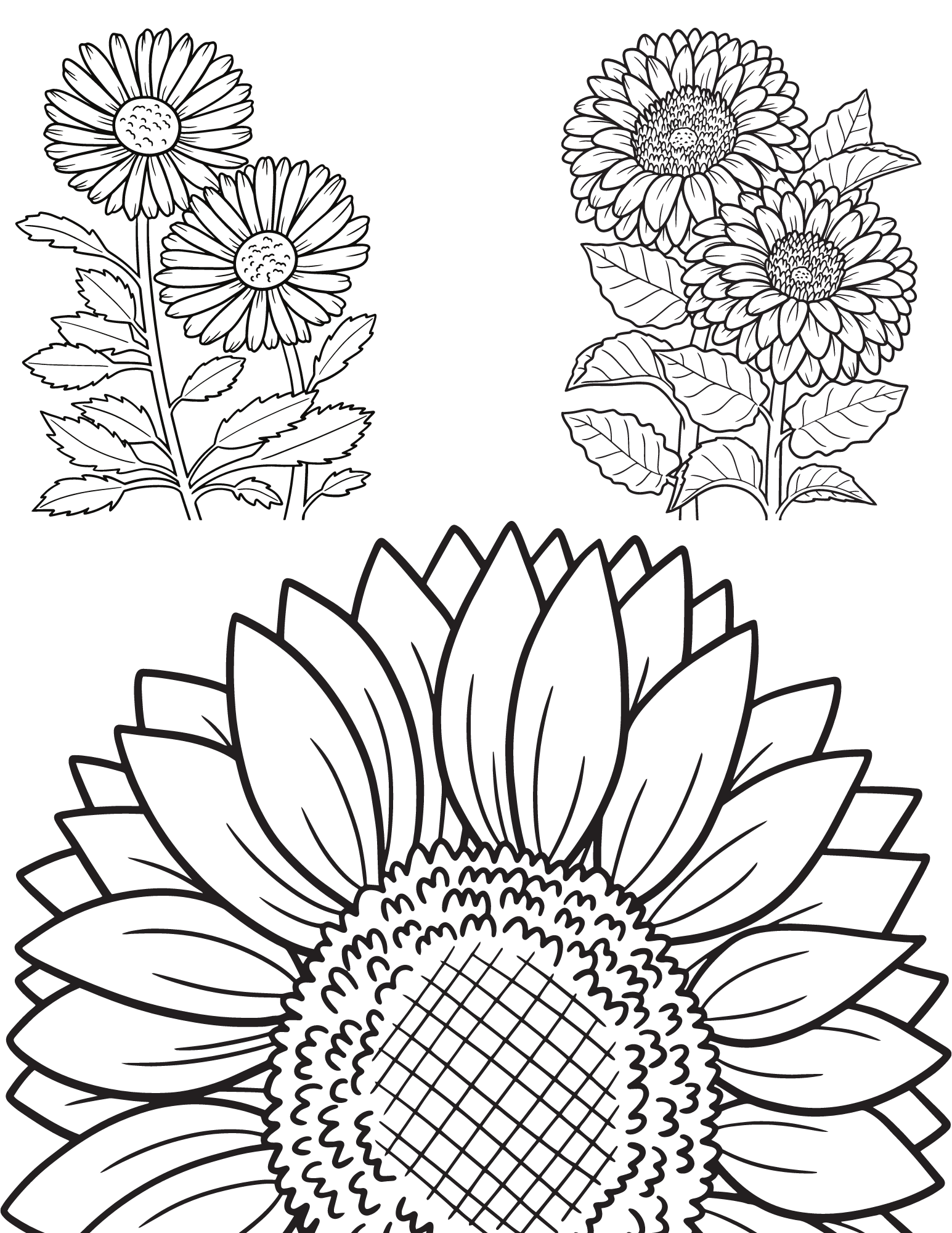 Free sunflower coloring pages for adults and kids