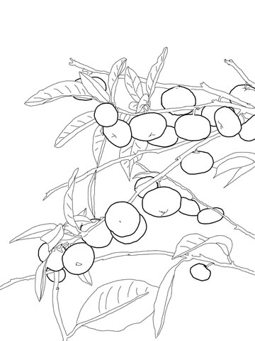 Mandarin orange tree coloring page free printable coloring pages