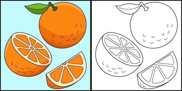 Premium vector orange fruit coloring page colored illustration