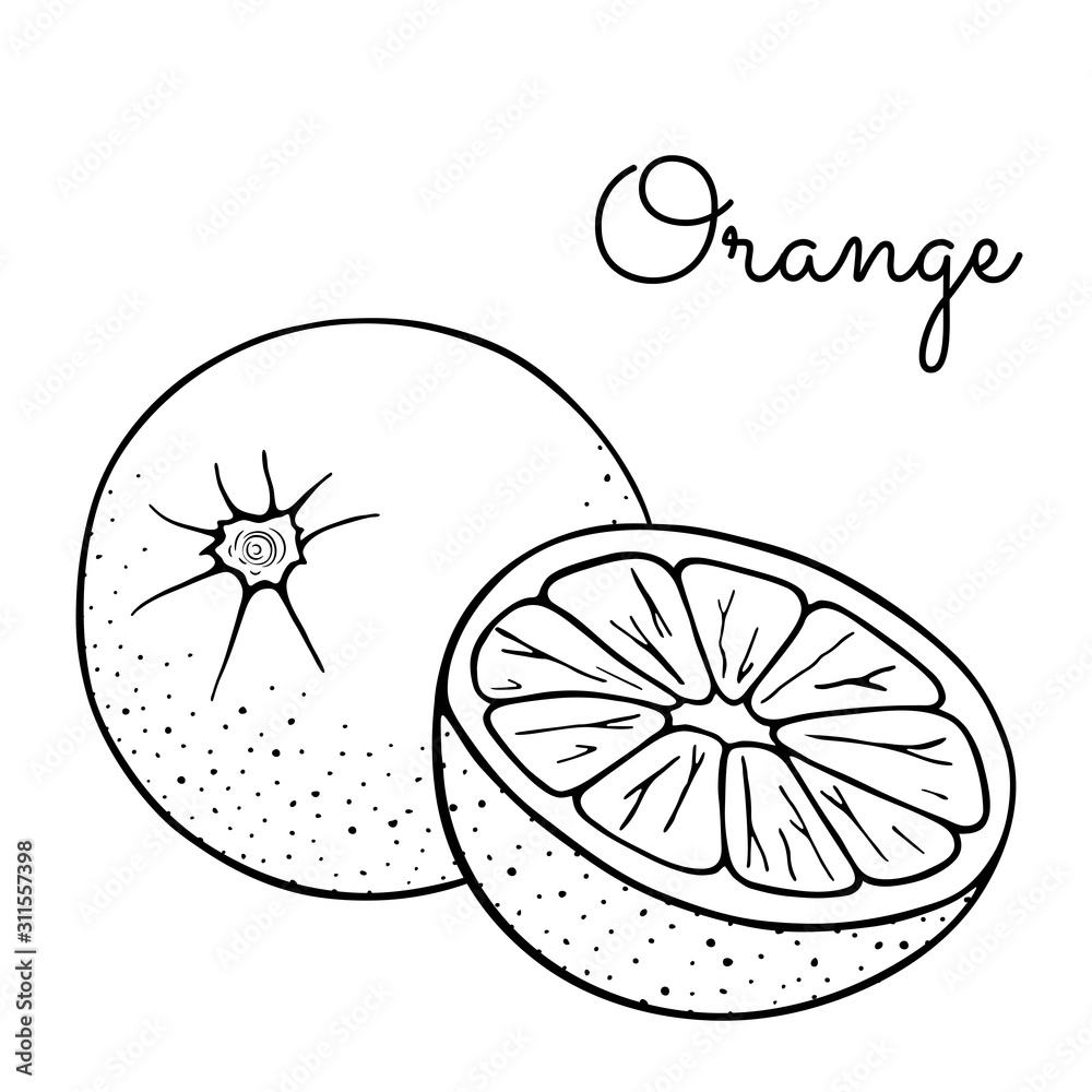 Set of whole orange and a half mandarin clementine tangerine fresh citrus fruits lobule hand drawn sketch vector illustration isolated on a white background design elements coloring book page vector