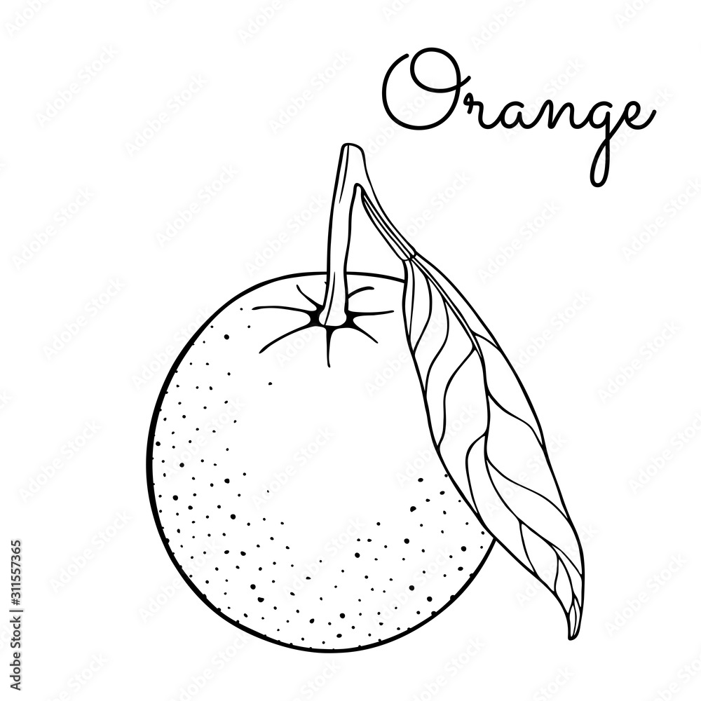 Orange mandarin clementine tangerine with leaves on branch fresh citrus fruits hand drawn sketch vector illustration isolated on white background design elements line art coloring book page vector