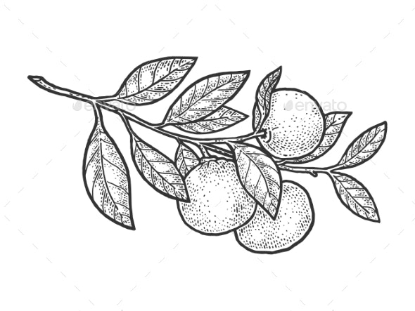 Mandarin orange sketch vector illustration vectors