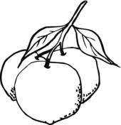 Oranges coloring pages free coloring pages